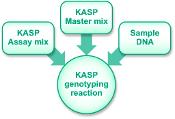 KASP genotyping reaction